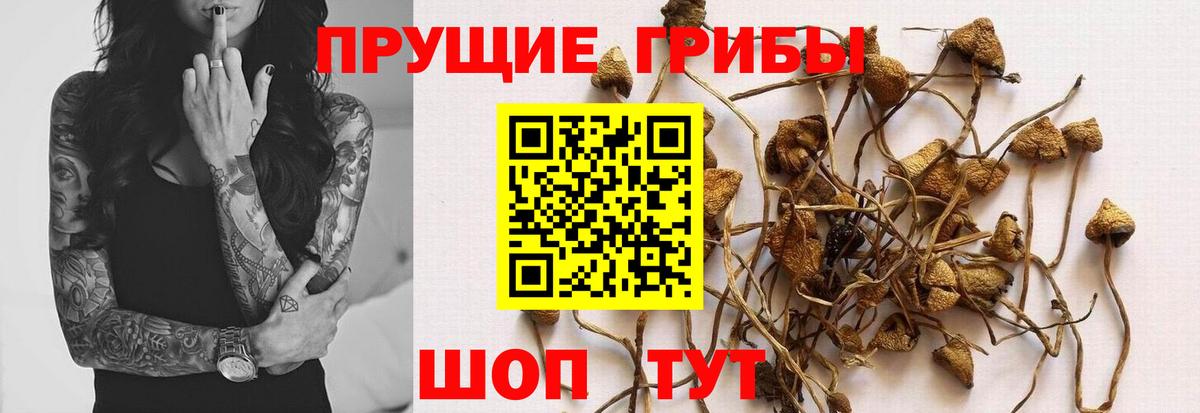 Псилоцибиновые грибы Psilocybe  Галлюциногенные грибы Psilocybine cubensis  Вход с VPN  Зеленогорск 